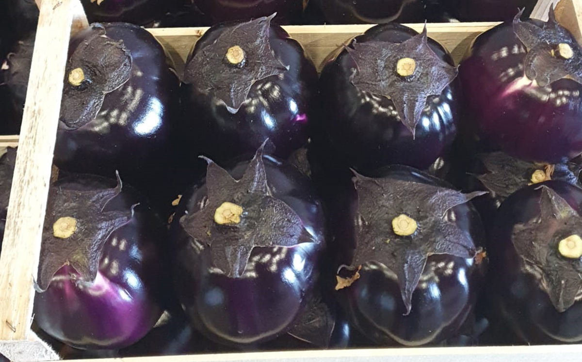 Melanzane viola - 2 euro al chilogrammo